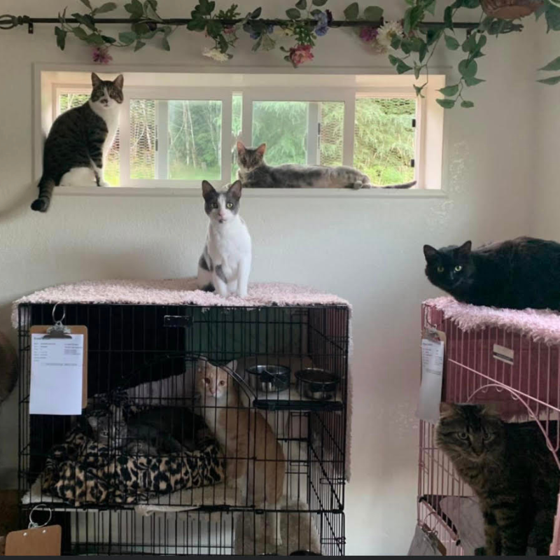 Cats at The Country Inn For Cats