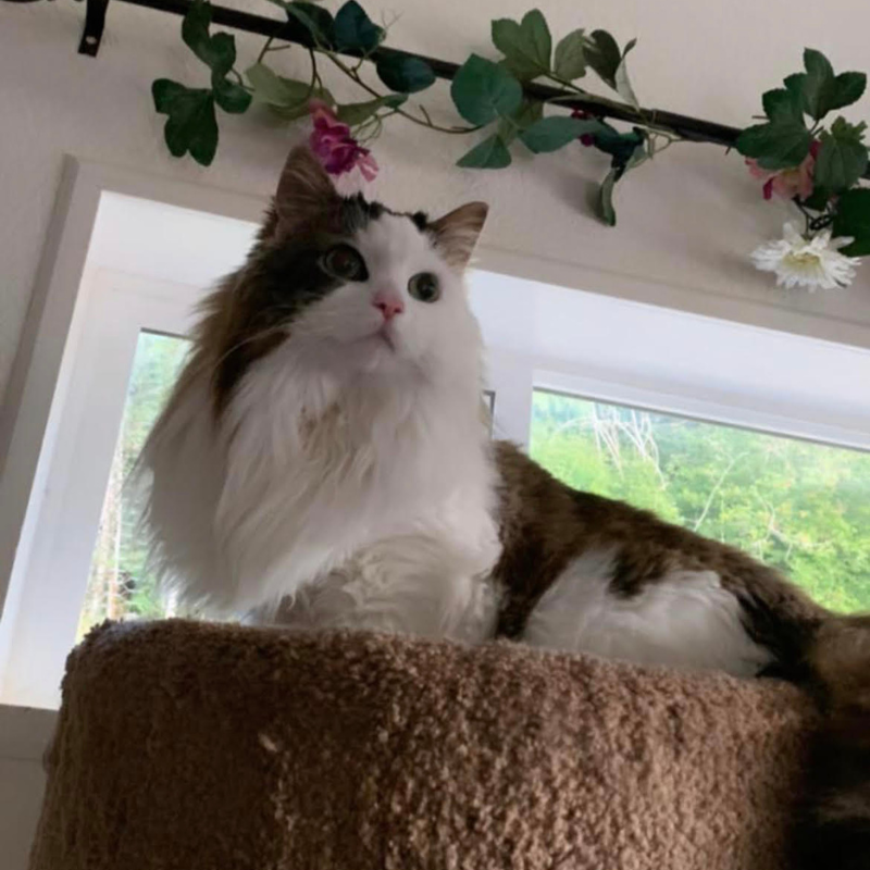 Cat boarding at The Country Inn For Cats in Harbor County, Washington