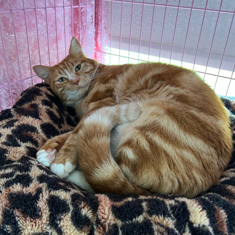 Orange tabby cat at The Country Inn For Cats